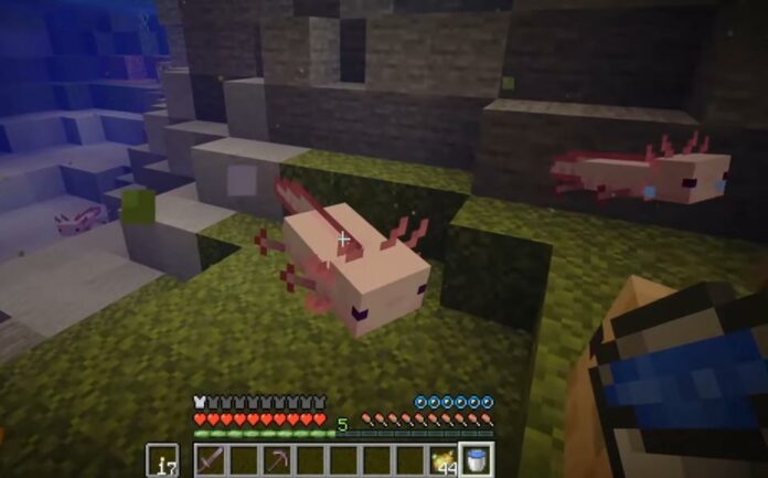 Minecraft : comment apprivoiser et élever des Axolotls
