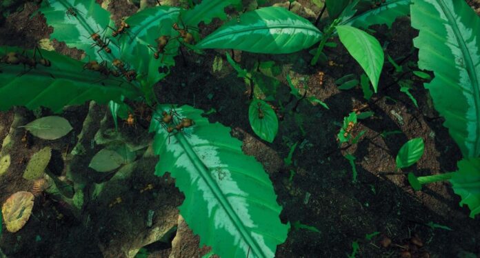 leafcutter ants on leaf in empries of the undergrowth