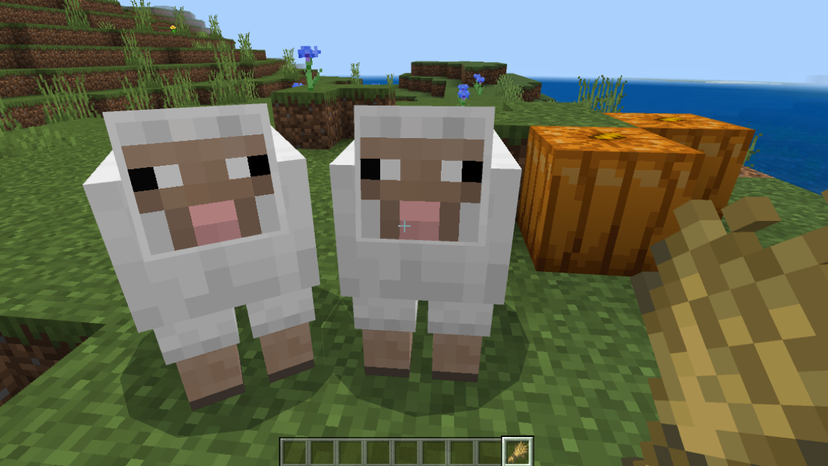 Élevage de moutons avec du blé dans Minecraft
