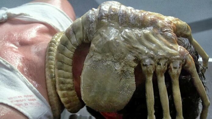 alien-facehugger