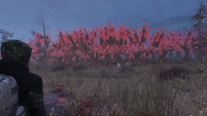 Fallout 76 Cranberry Bog